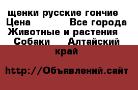 щенки русские гончие › Цена ­ 4 000 - Все города Животные и растения » Собаки   . Алтайский край